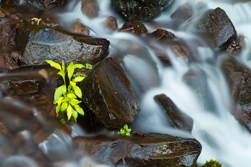 Wahkeena Creek